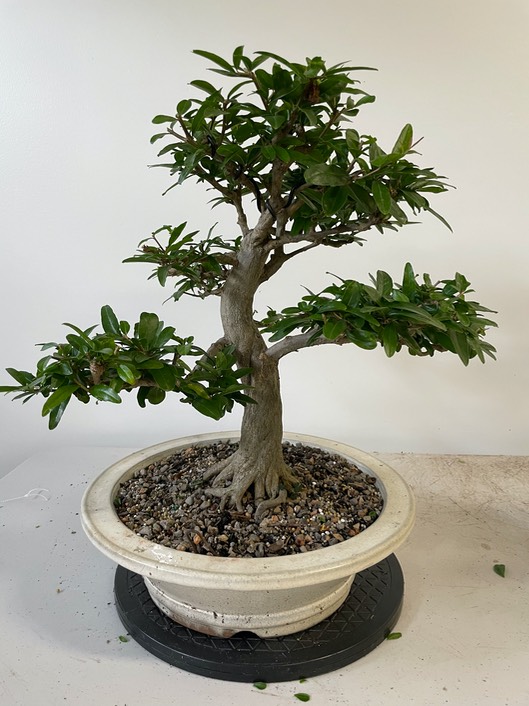 Pyracantha