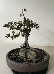 Red maple on rock