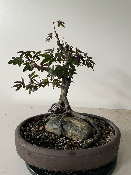 Red maple on rock