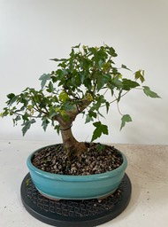 Trident maple 3