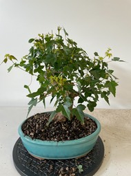 Trident maple1