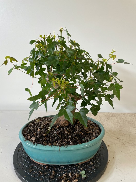 Trident maple1
